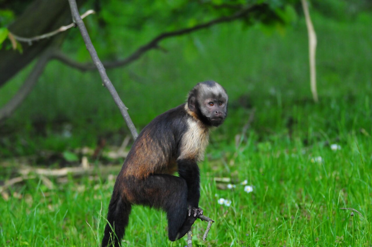 New Rainforest Exhibition at Allwetterzoo Münster