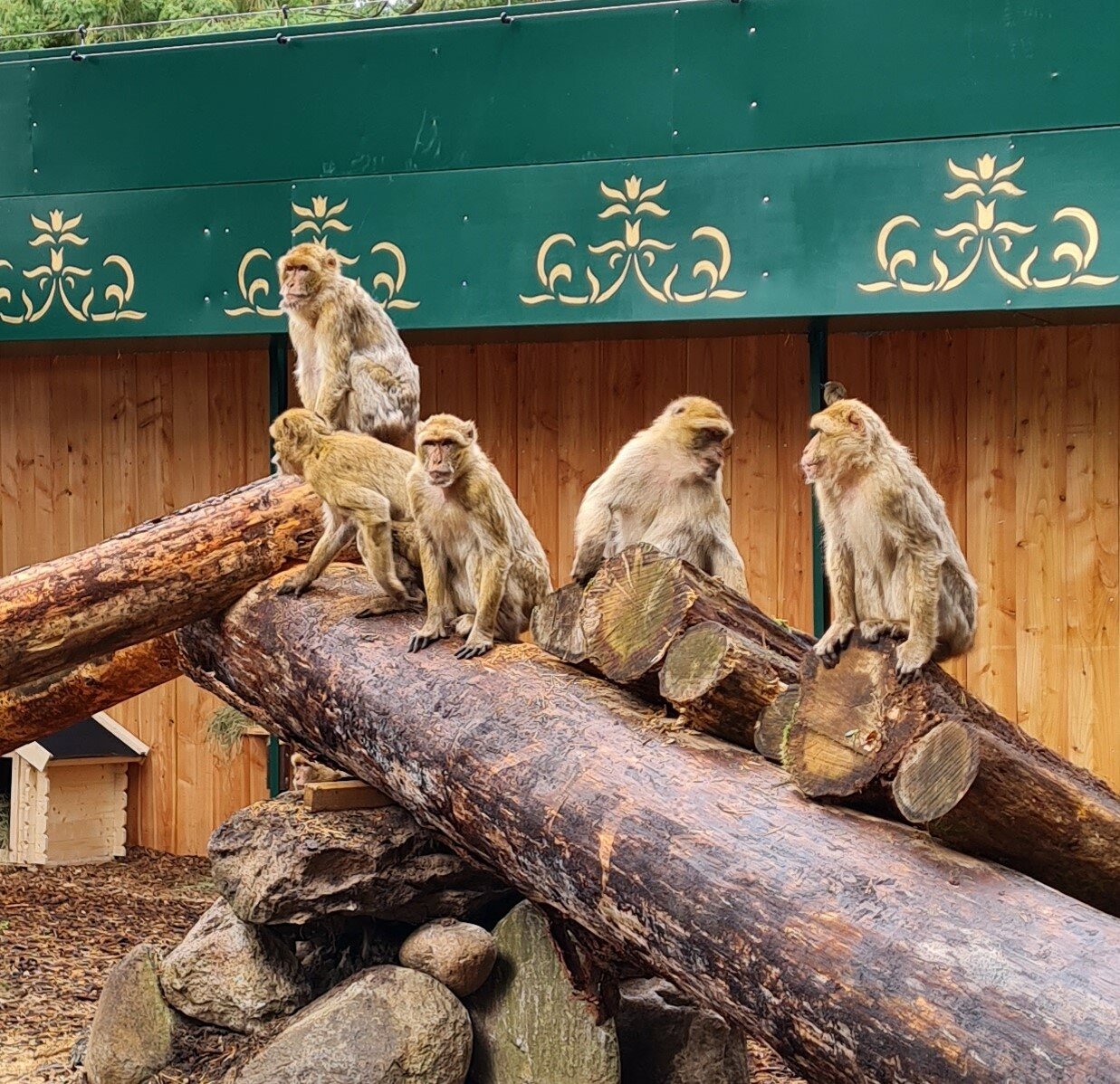 RitterRost Magic Park Welcomes New Animal Species