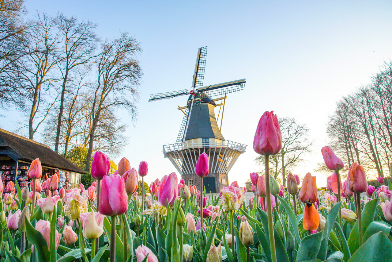 Keukenhof Looks Back on a Successful Anniversary Season