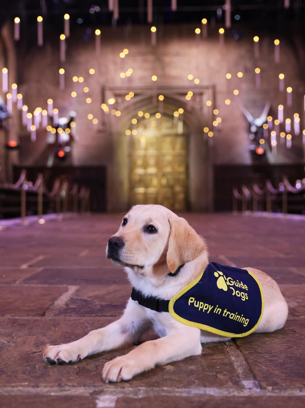 Partnership Between Studio Tour London and Guide Dogs